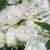 Biały  - Róże rabatowe polianty - Snövit